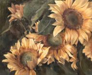 sloneczniki, sunflowers, olej, oil, 50x40